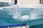 Dcim19350/DSC_4724